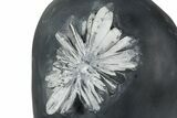 Polished Chrysanthemum Stone in Wood Base - China #352117-2